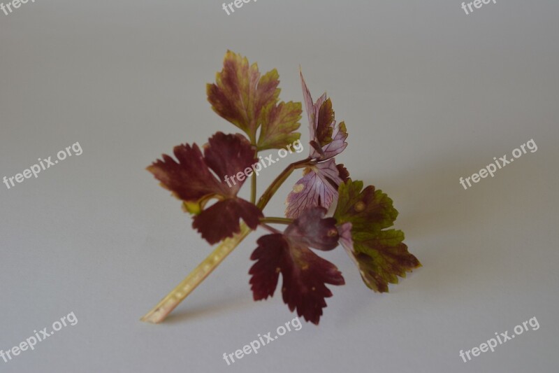 Celery Green Leaf Branch Green Leaves