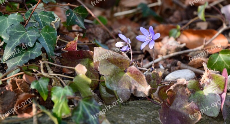 Forest Floor Ground Forest Nature Leaves