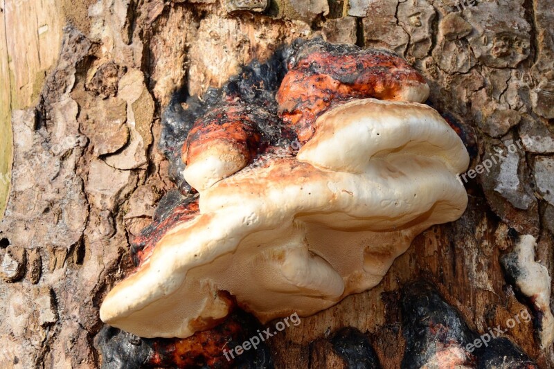 Tree Fungus Tinder Fungus Mushroom Tree Dead Wood