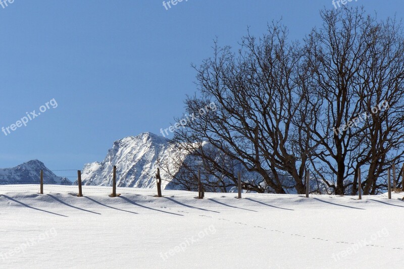 Grove Of Trees Fence Mountains High Tauern Winter