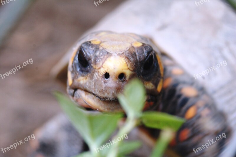 Snake Faces Morrocoy Nature Free Photos