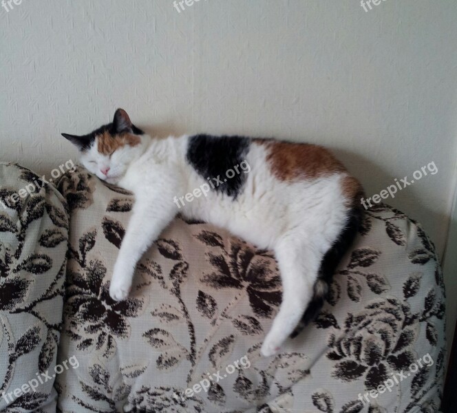 Cat Sofa Pet Relaxation Cosiness