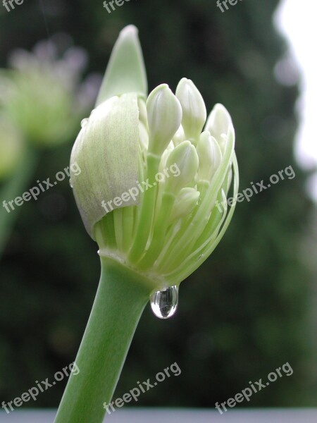 Agapanthus Drop Water Flower Free Photos