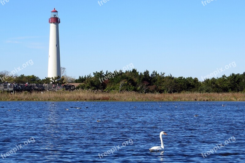 Lighthouse Swan Wetlands Cape May New Jersey