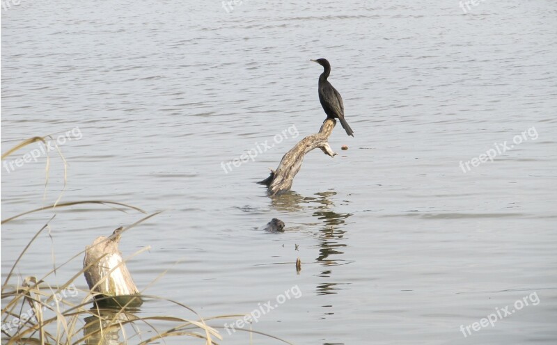 Bird Cormoront Double-crested Log Lake