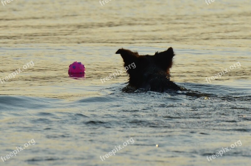 Border Collie Summer In The Water Fetch Ball Refreshment