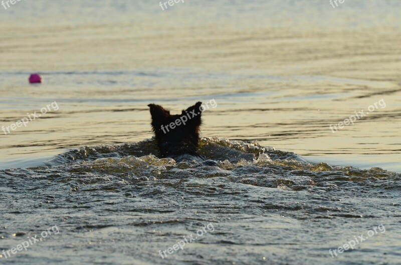 Border Collie Summer In The Water Fetch Ball Refreshment