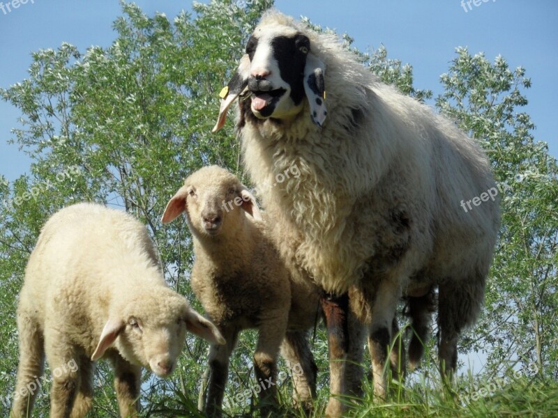 Sheep Lamb Lambs Dike Free Photos