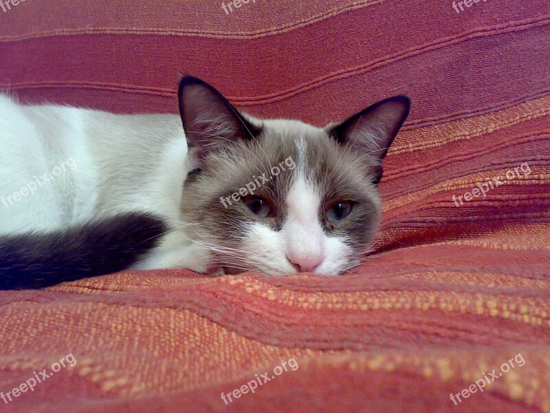 Cat Sofa Red Free Photos