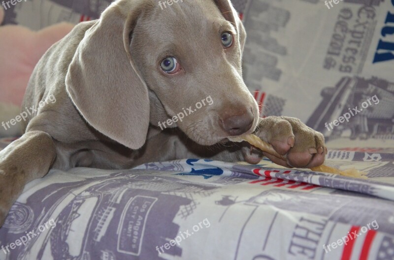 Dog Puppy Weimaraner Muzzle Animal