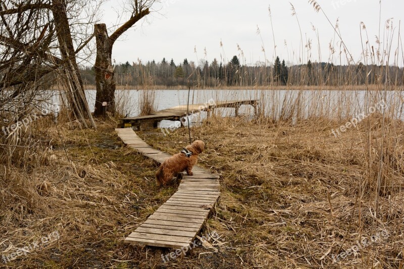 Boardwalk Wood Planks Planks Sidewalk Bank