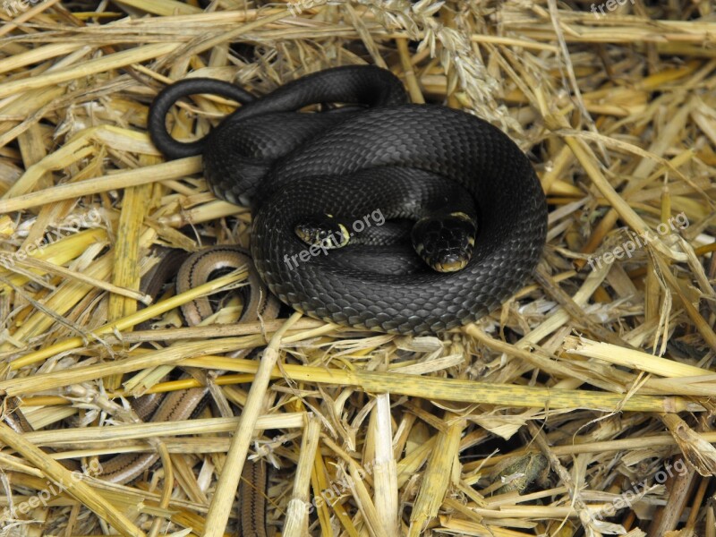 Grass Snake Slow Worm Compost Free Photos