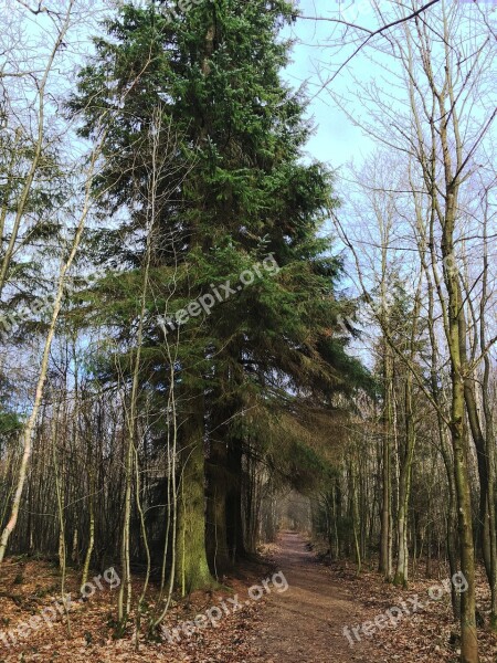 Nature Forest Autumn Green Beech Wood