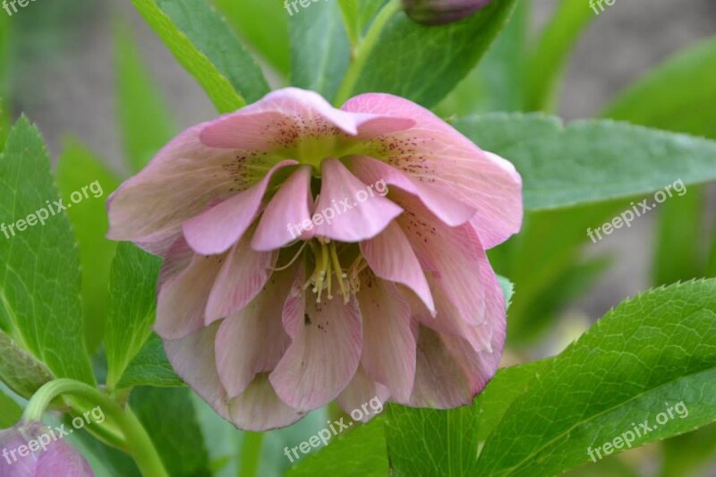 Flower Pink Hellebore Free Photos