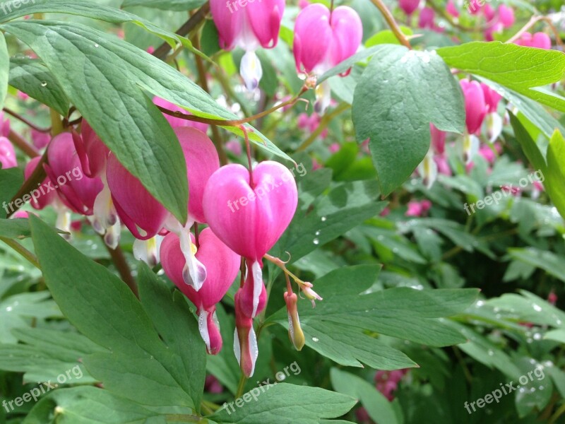 Bleeding Hearts Flowers Hearts Nature Pink