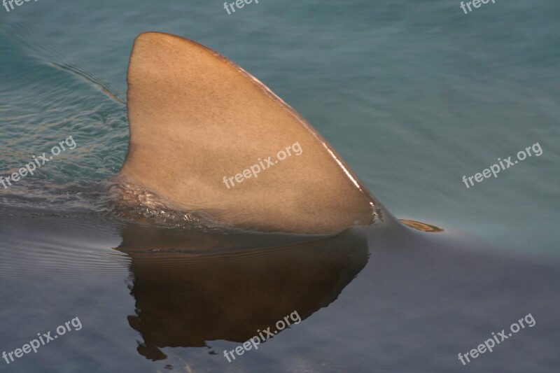 Shark Fin Water Animal Predator