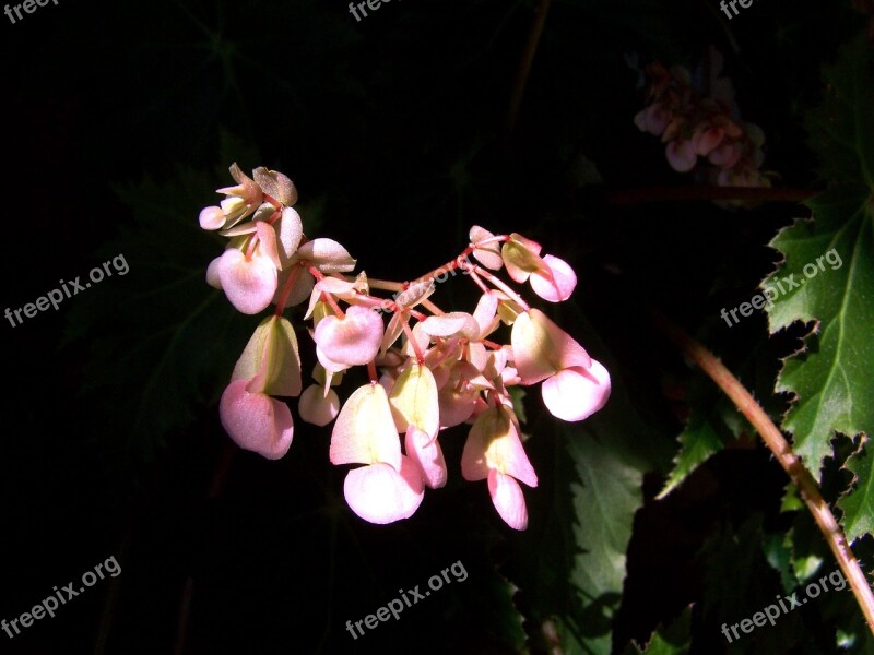 Room Plant Flowering Begonias Pink Free Photos