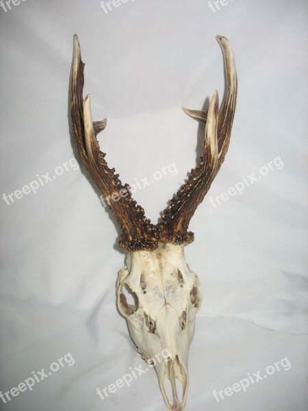 Trophy Goat Antlers Free Photos