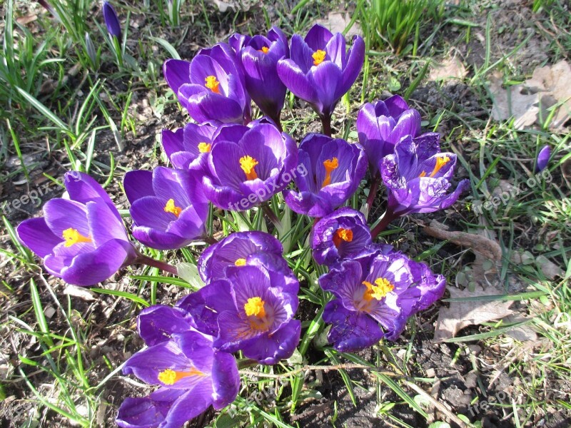 Flowers Crocus Spring Purple Bloom