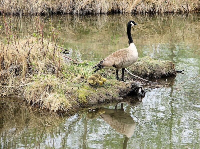 Canada Geese Mother Goose Goslings Sanctuary Canada