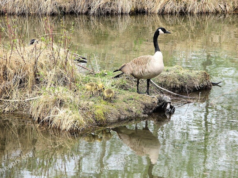 Canada Geese Goslings Habitat Sanctuary Canada