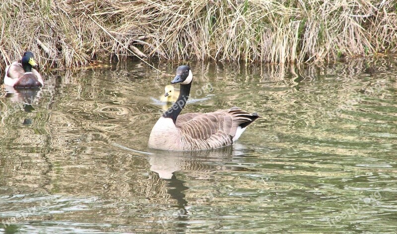 Canada Geese Gosling Sanctuary Canada Free Photos