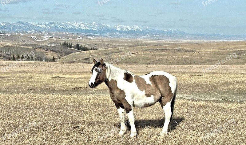 Pinto Horse Rocky Mountains Wild Range Canada