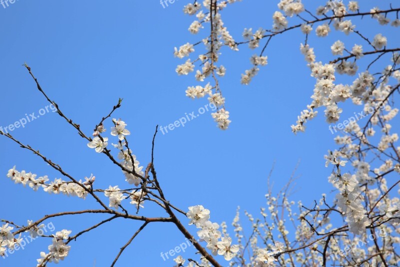 Peach Blossom Flowers And Trees Artistic Conception Free Photos