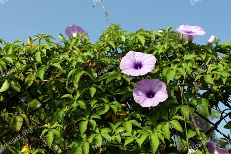 Flower Morning Glory Plant Barbed Wire Free Photos