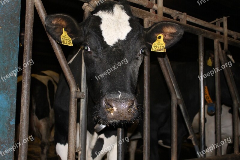 Cow Agriculture Milk Free Photos