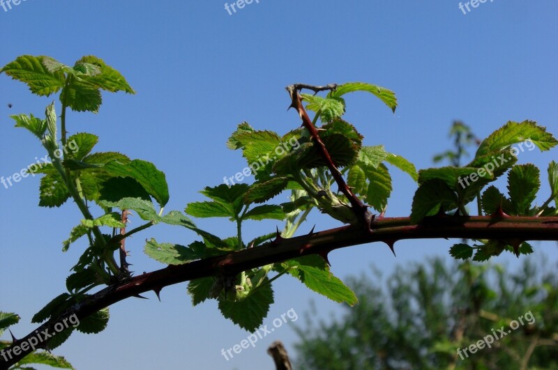 Thorns Nature Plant Free Photos