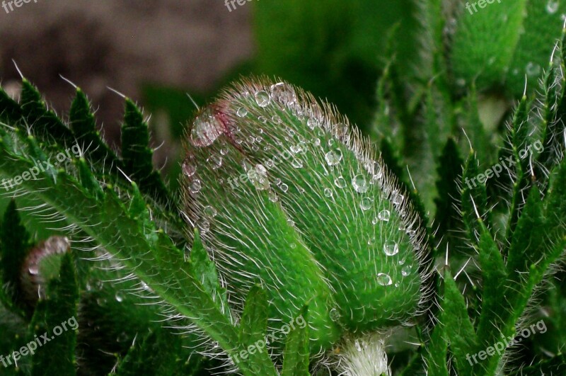 Poppy Dewdrop Green Plant Close Up