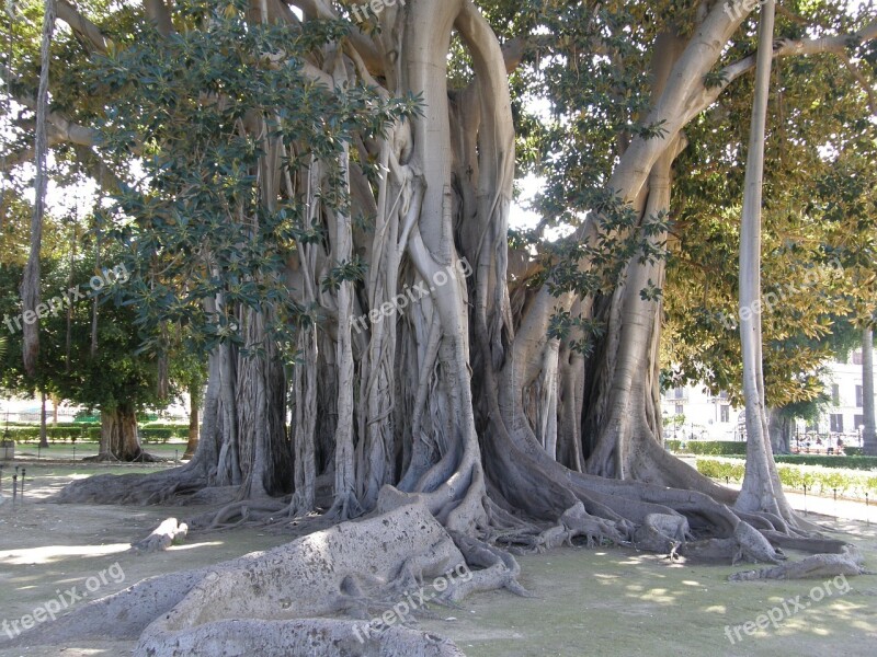 Old Tree Cecilian Tree Complex Free Photos