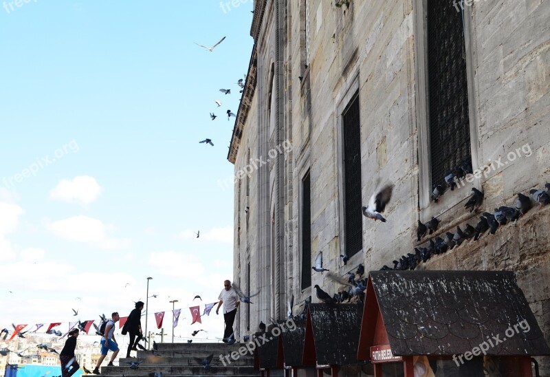 Mosque Islam Pigeons Religion Islamic