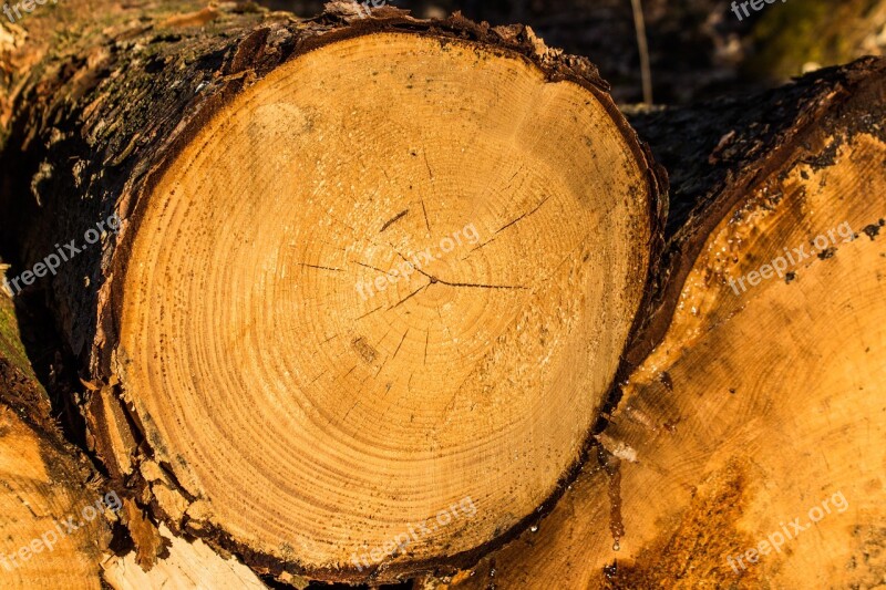 Wood Log Tree Bark Tribe