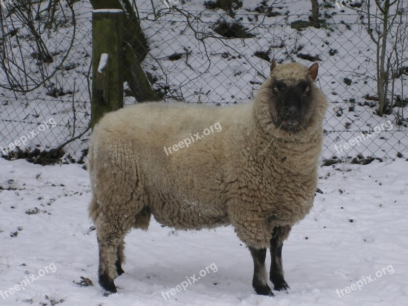 Sheep Mammal Lamb Free Photos