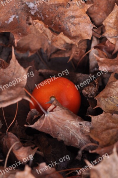 Autumn Foliage Mandarin Autumn Foliage Brown