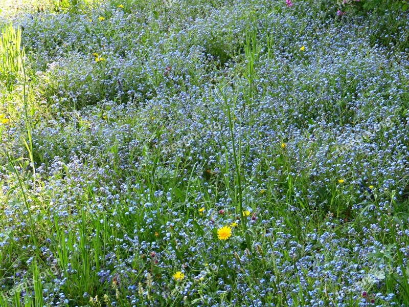 Forget My Not Flowers Forget Me Not Boraginaceae Pointed Flower