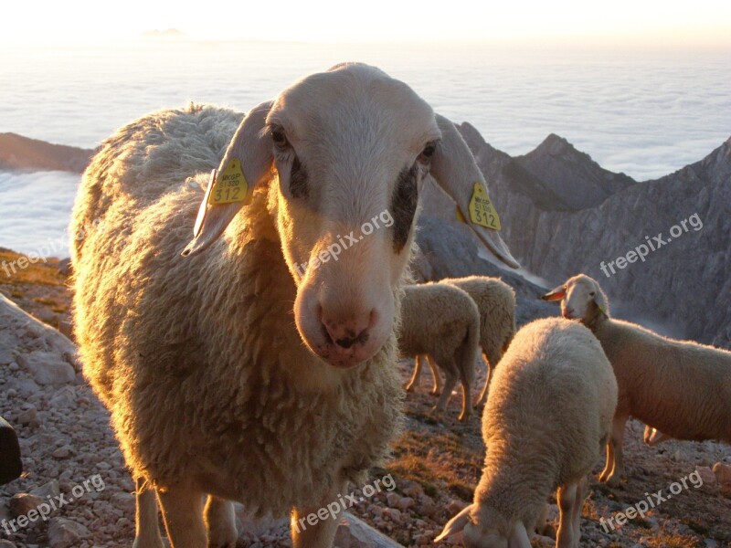 Mountains Clouds Sheep Dawn Landscape