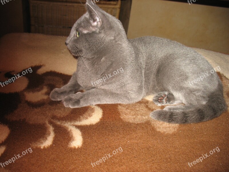 Cat Russian Blue Free Photos