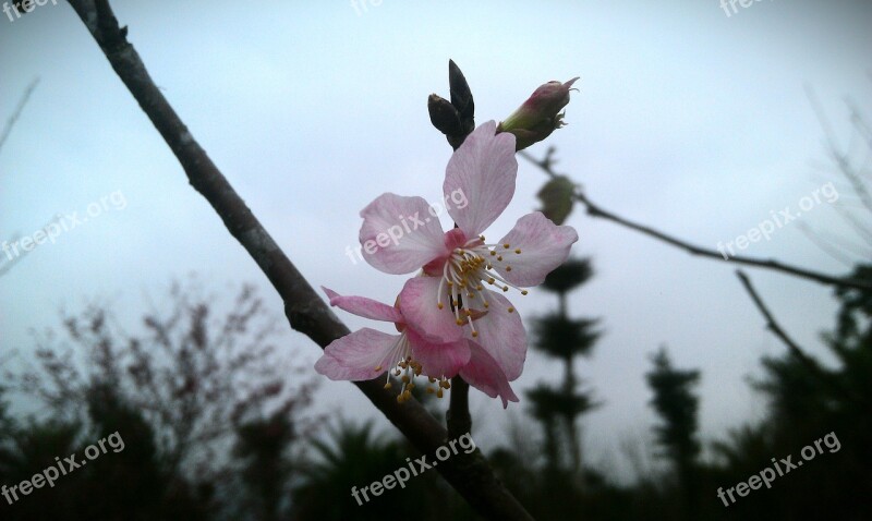 櫻 Pink Flower Cherry Blossoms Flower Plant Free Photos