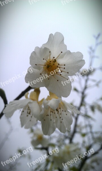 The Peach Blossom Peach Blossom Flower Plant Free Photos