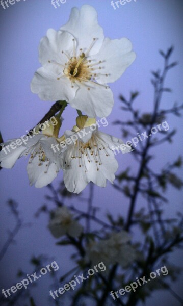 The Peach Blossom Peach Blossom Flower Plant Free Photos