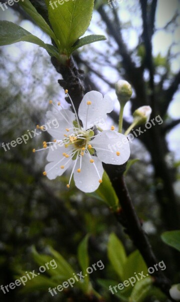 The Peach Blossom Peach Blossom Flower Plant Free Photos