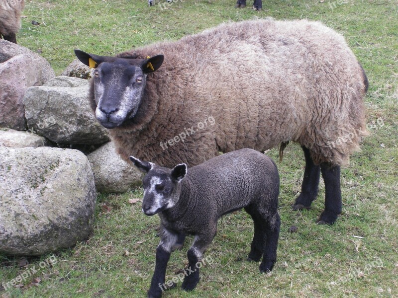 Sheep Mammal Lamb Free Photos