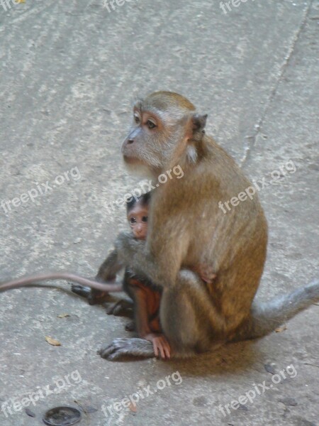 Monkey Macaque Mother Animal Primate