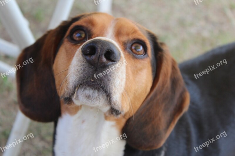 Dog Camping Beagle Pet Dog Puppy