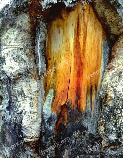 Tree Trunk Wood Pattern Nature