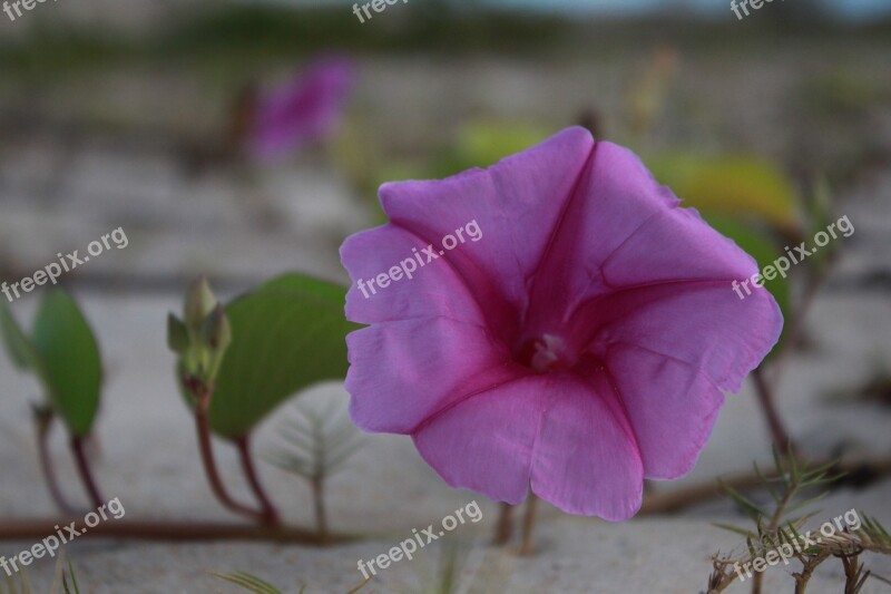 Flower Sand Mar Nature Tourism