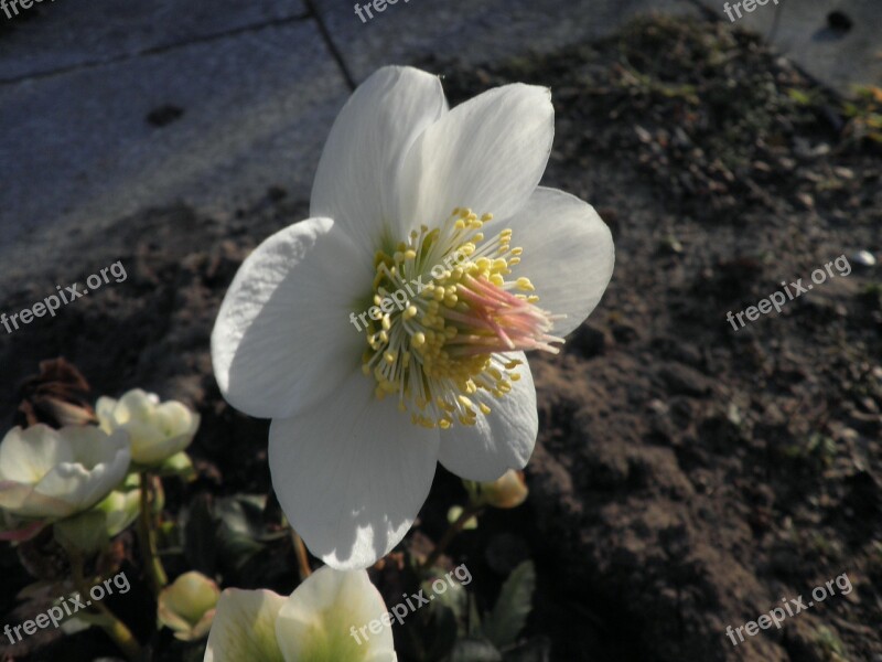 Christmas Rose Blossom Bloom Flower Winterblueher